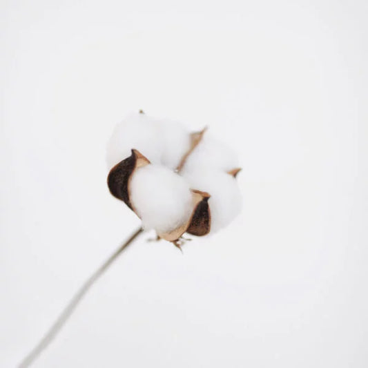 Graines de Coton - Gommage Doux